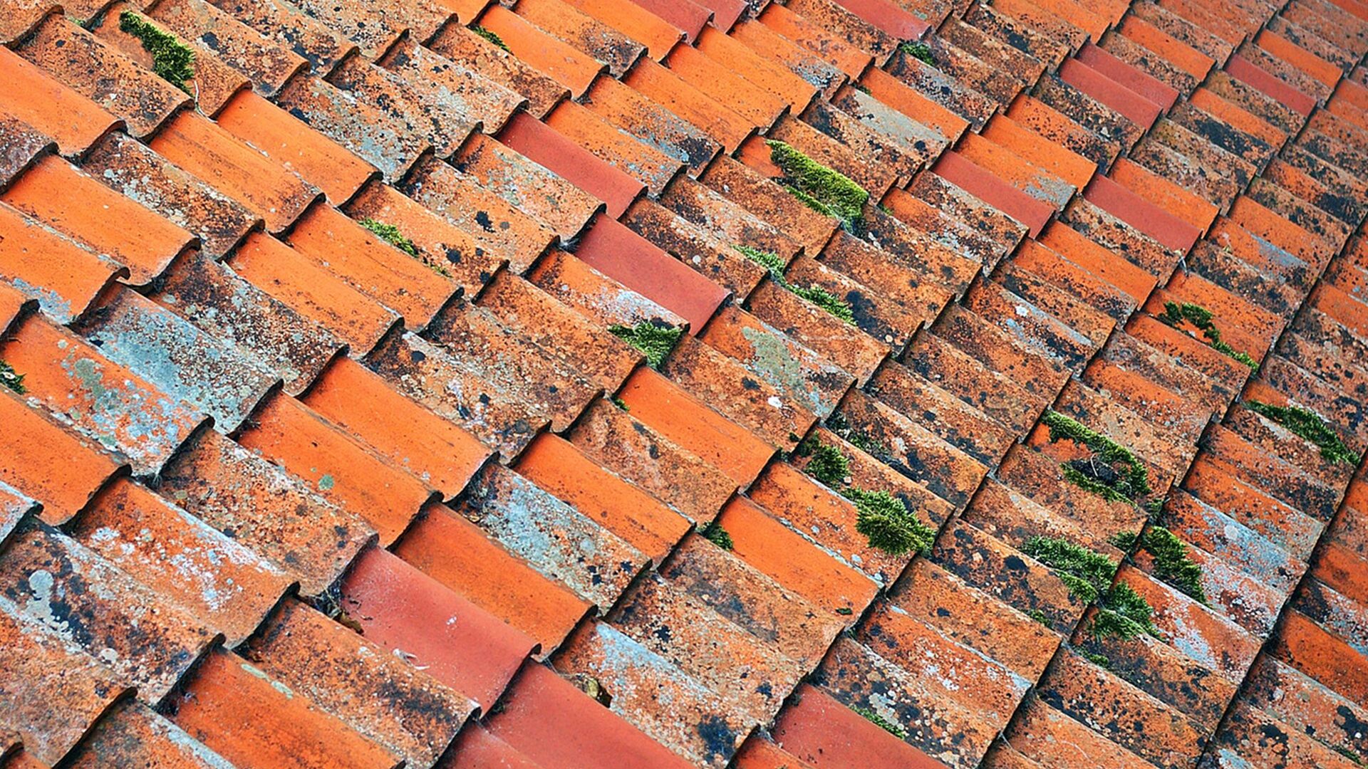 Roof Shingles with Mold